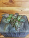The Plant Farm® Houseplants Fittonia Pink Wave Nerve, Cuttings x3