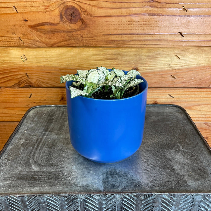 The Plant Farm® Houseplants Fittonia Purple Snow Anne, 4" Plant