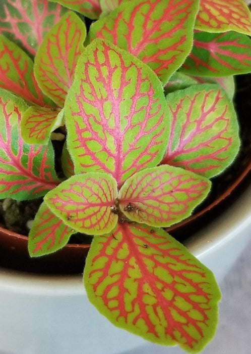 The Plant Farm® Houseplants Fittonia Skeleton, 2" Plant