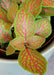 The Plant Farm® Houseplants Fittonia Skeleton, 2" Plant