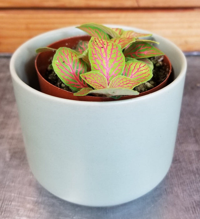 The Plant Farm® Houseplants Fittonia Skeleton, 2" Plant