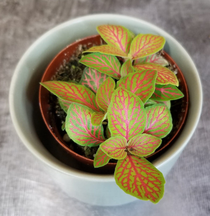 The Plant Farm® Houseplants Fittonia Skeleton, 2" Plant