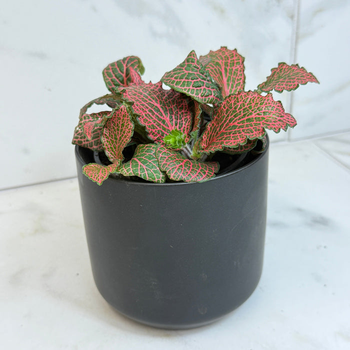 The Plant Farm® Houseplants Fittonia Verschaffeltii Red Nerve Plant, 4" Plant