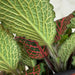 The Plant Farm® Houseplants Fittonia Verschaffeltii Red Nerve Plant, 4" Plant