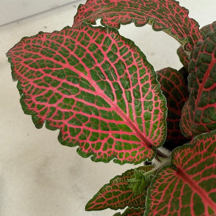 The Plant Farm® Houseplants Fittonia Verschaffeltii Red Nerve Plant, 4" Plant