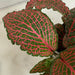 The Plant Farm® Houseplants Fittonia Verschaffeltii Red Nerve Plant, 4" Plant