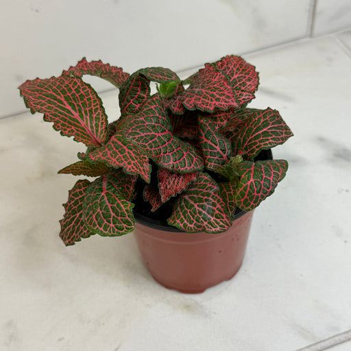 The Plant Farm® Houseplants Fittonia Verschaffeltii Red Nerve Plant, 4" Plant