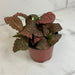 The Plant Farm® Houseplants Fittonia Verschaffeltii Red Nerve Plant, 4" Plant