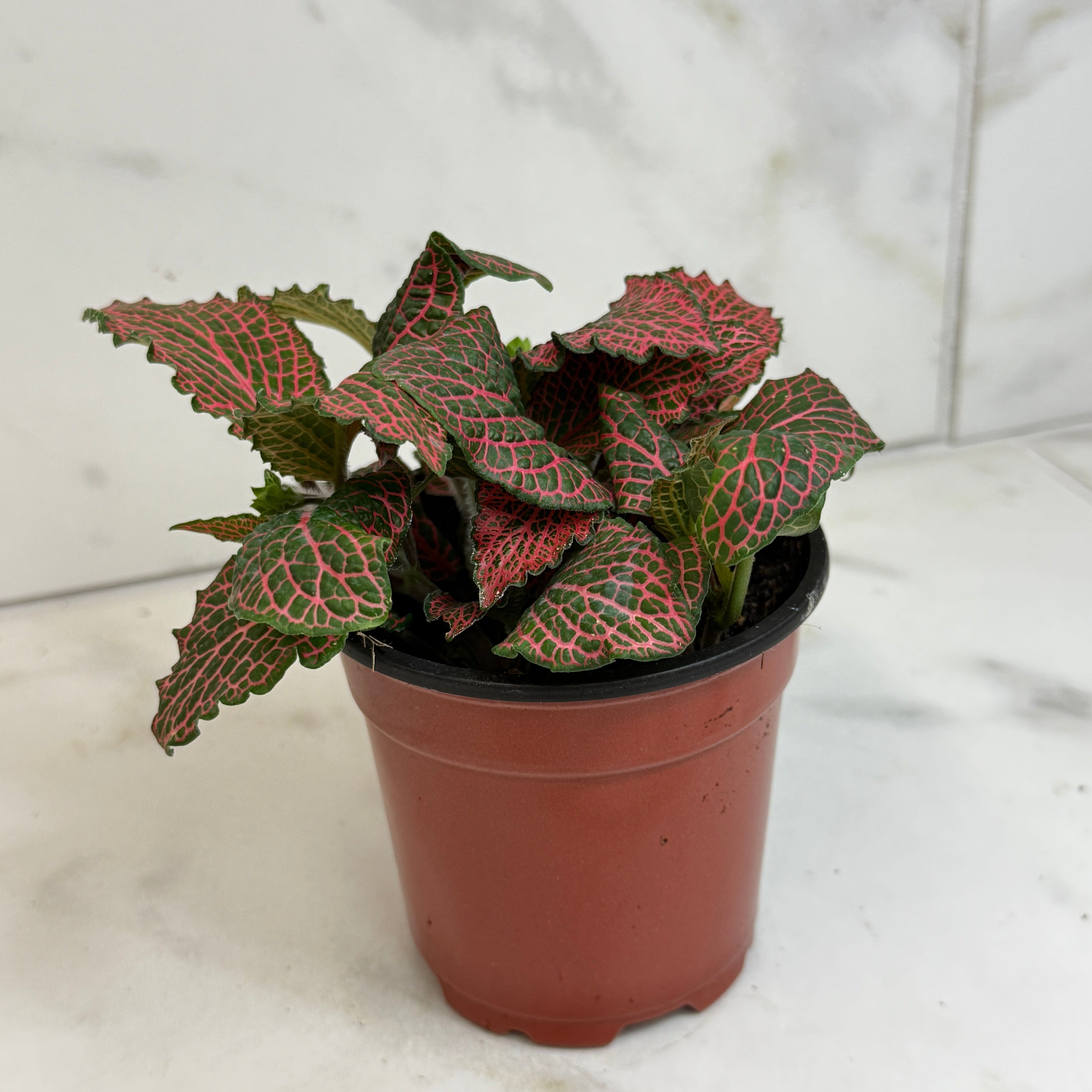 Fittonia Verschaffeltii Red Nerve Plant, 4