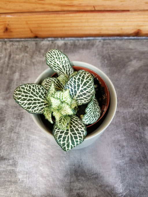 The Plant Farm® Houseplants Fittonia Whisper, 2" Plant
