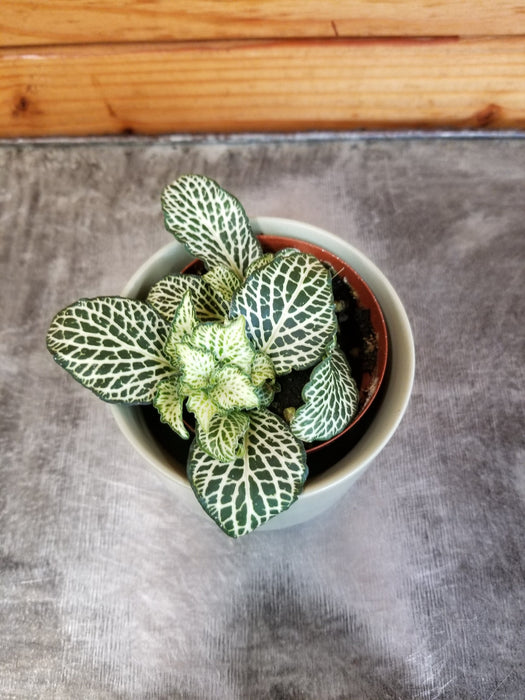 The Plant Farm® Houseplants Fittonia Whisper, 2" Plant