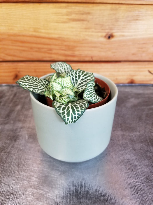 The Plant Farm® Houseplants Fittonia Whisper, 2" Plant