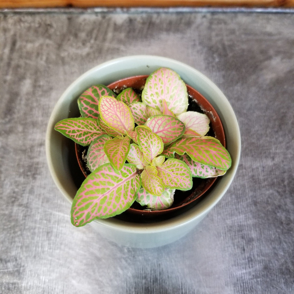 Fittonia Zalm Ruby Lime, 2