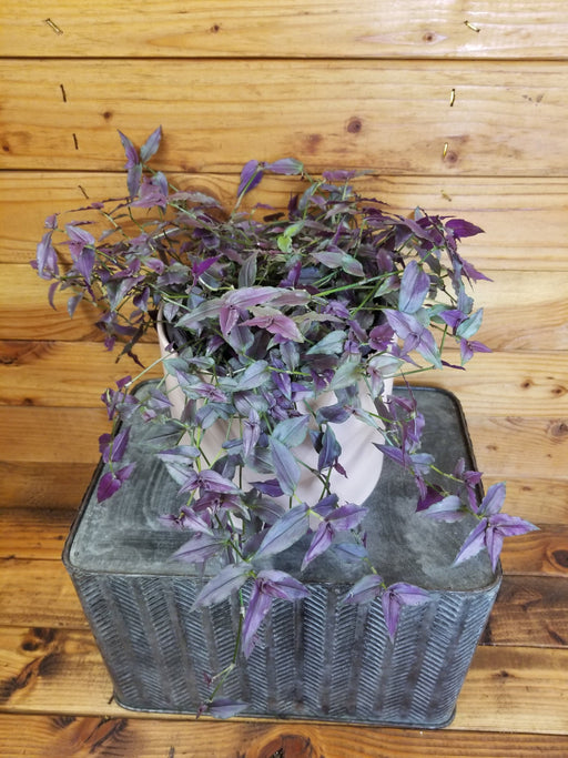 The Plant Farm® Houseplants Gibasis Purple Tahitian Bridal Veil, 6" Plant