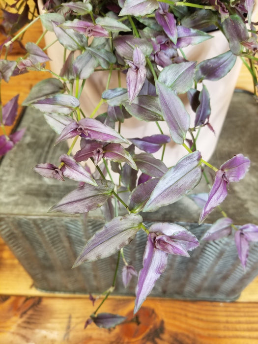 The Plant Farm® Houseplants Gibasis Purple Tahitian Bridal Veil, 6" Plant