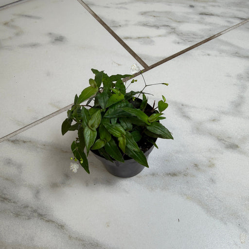 The Plant Farm® Houseplants Gibasis Tahitian Bridal Veil, 2" Plant