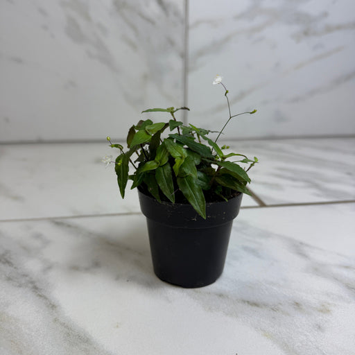 The Plant Farm® Houseplants Gibasis Tahitian Bridal Veil, 2" Plant