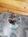 The Plant Farm® Houseplants Gibasis Tahitian Purple Bridal Veil, 2" Plant