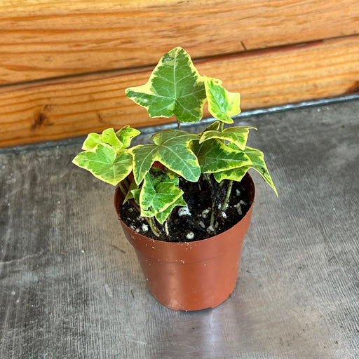 The Plant Farm® Houseplants Hedera Ivy Gold Child, 2" Plant