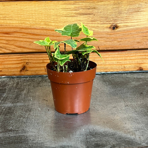 The Plant Farm® Houseplants Hedera Ivy Gold Child, 2" Plant