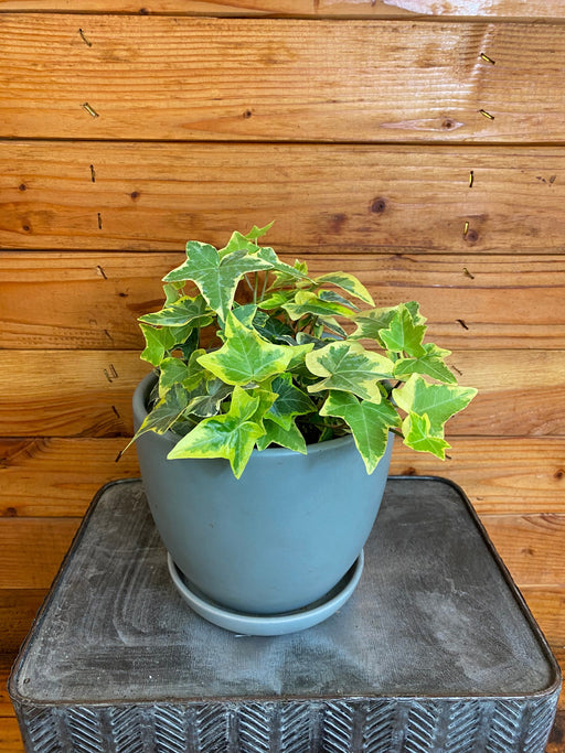The Plant Farm® Houseplants Hedera Ivy Gold Child, 6" Plant
