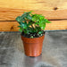 The Plant Farm® Houseplants Hedera Ivy Needlepoint, 2" Plant