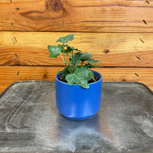 The Plant Farm® Houseplants Hedera Ivy Pittsburg, 2" Plant