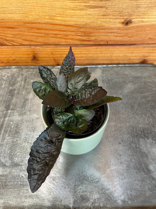 purple waffle house plant Hemigraphis alternata Purple Waffle, 2" Plant — The Plant Farm®