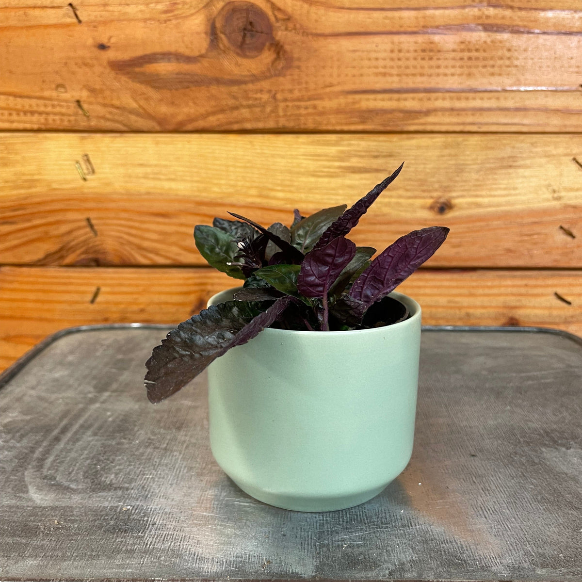 purple waffle plant care indoors Hemigraphis alternata Purple Waffle, 2" Plant — The Plant Farm®