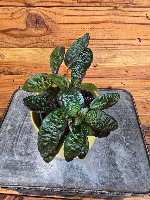 The Plant Farm® Houseplants Hemigraphis alternata Purple Waffle, 4" Plant