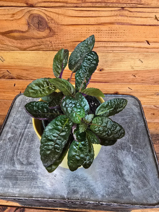 The Plant Farm® Houseplants Hemigraphis alternata Purple Waffle, 4" Plant