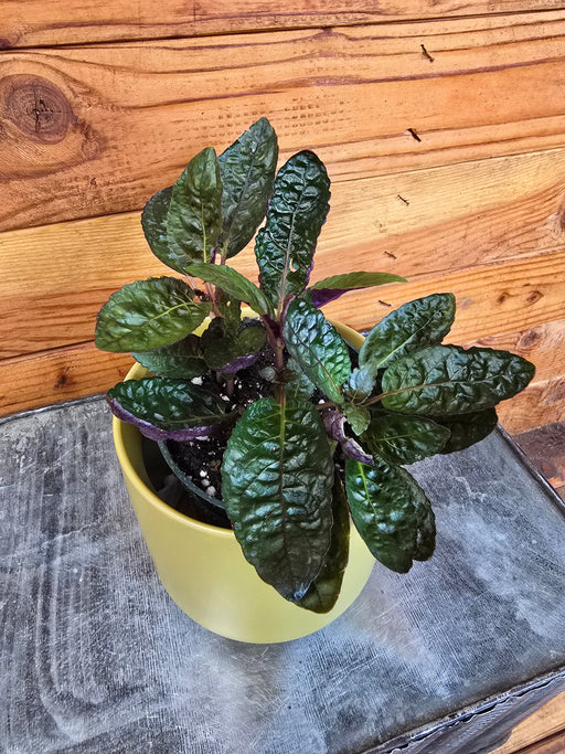 The Plant Farm® Houseplants Hemigraphis alternata Purple Waffle, 4" Plant