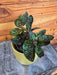 The Plant Farm® Houseplants Hemigraphis alternata Purple Waffle, 4" Plant