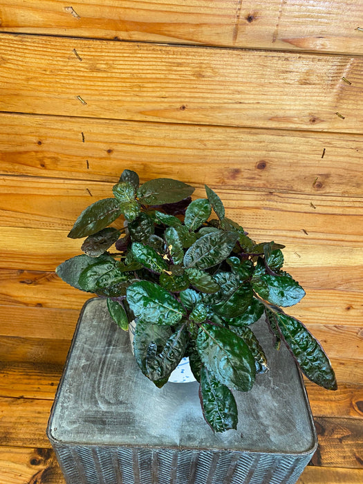 dark purple house plants Hemigraphis alternata Purple Waffle, 6" Plant