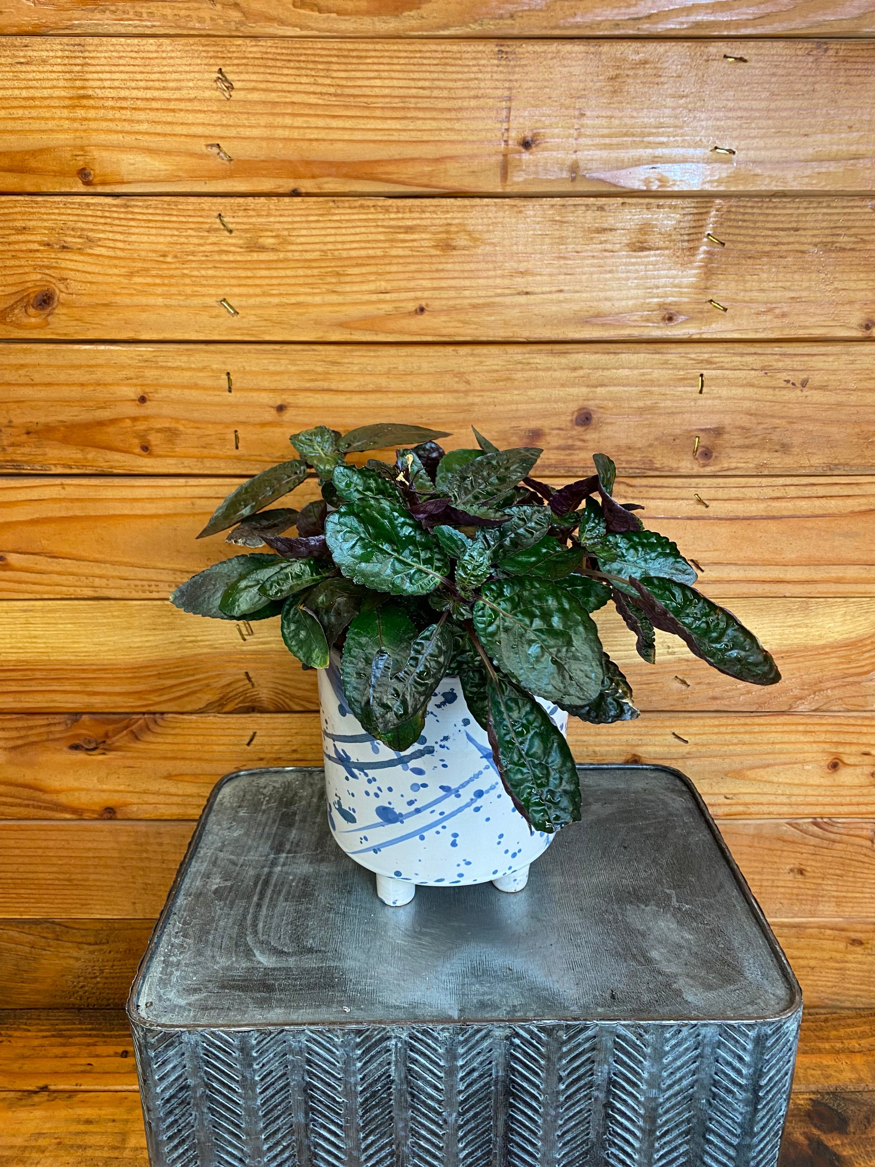 the-plant-farm-houseplants-