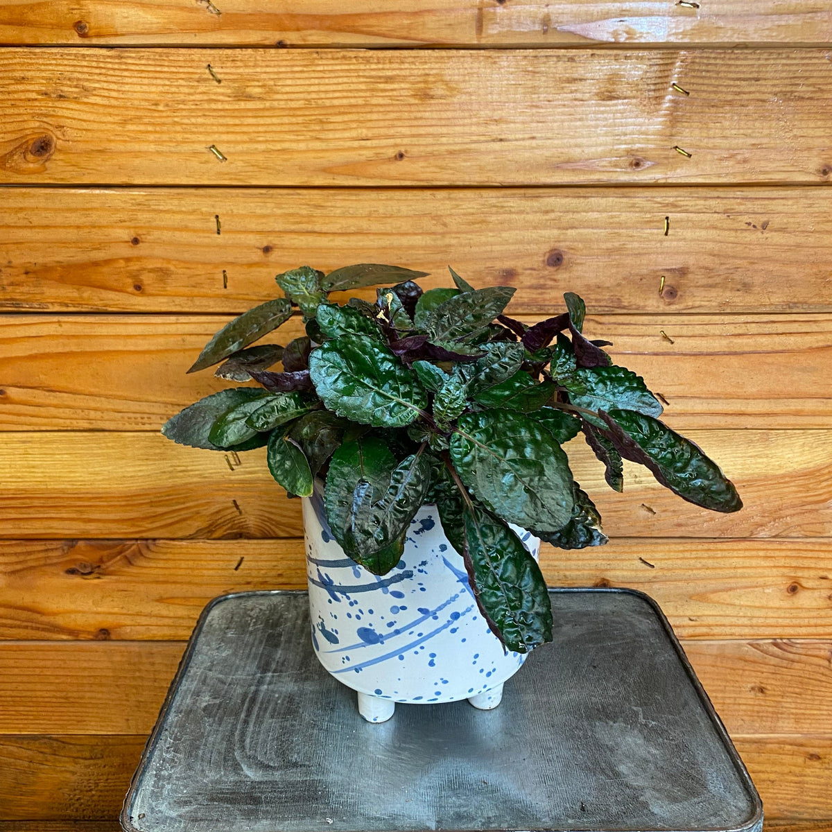 plant☆様 the-plant-farm-houseplants-