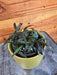 The Plant Farm® Houseplants Hemigraphis Dragon's Tongue, 4" Plant