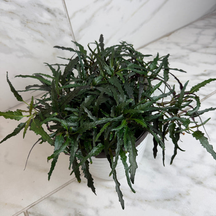 The Plant Farm® Houseplants Hemigraphis Dragon's Tongue, 6" Plant