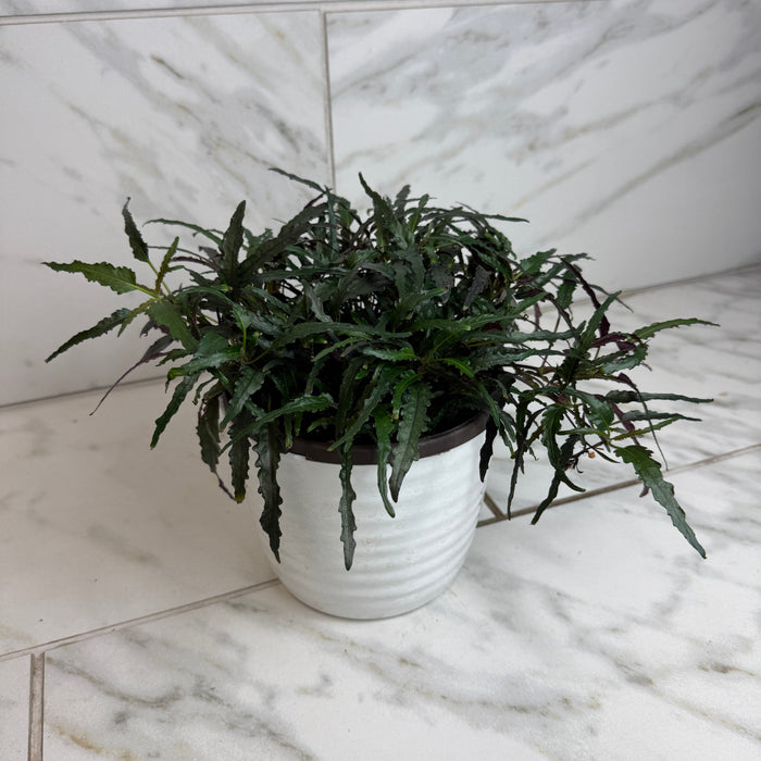 The Plant Farm® Houseplants Hemigraphis Dragon's Tongue, 6" Plant