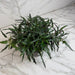 The Plant Farm® Houseplants Hemigraphis Dragon's Tongue, 6" Plant