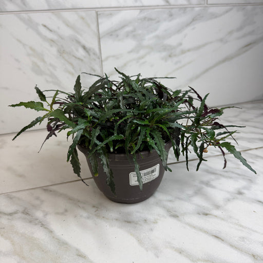 The Plant Farm® Houseplants Hemigraphis Dragon's Tongue, 6" Plant