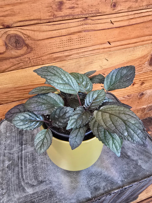 The Plant Farm® Houseplants Hemigraphis Silver Queen, 4" Plant