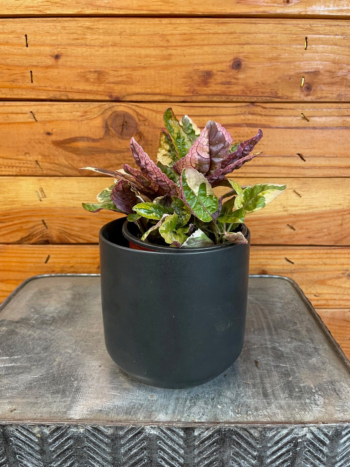 Hemigraphis Variegated Waffle, 4
