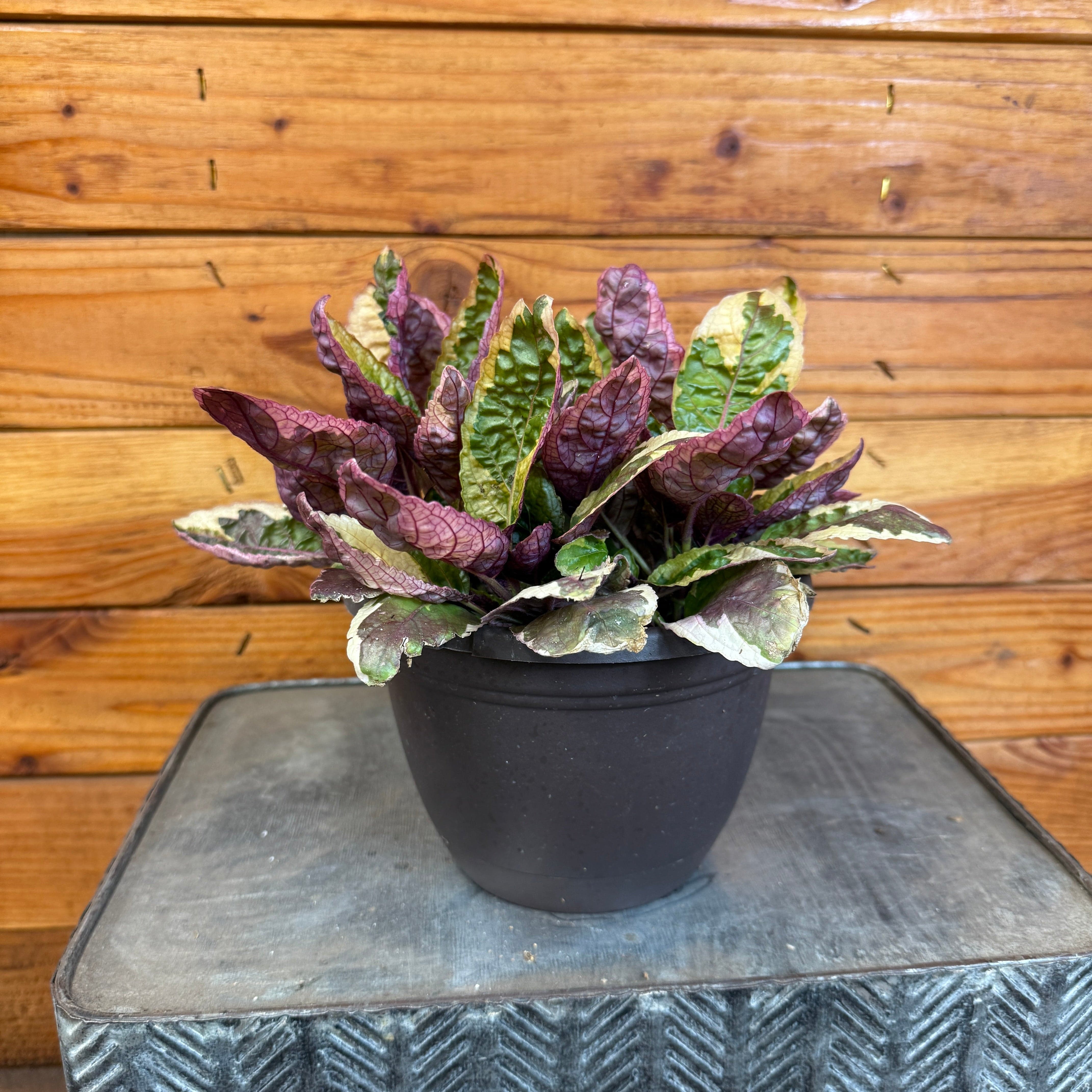 zz waffle plant Hemigraphis Variegated Waffle, 6" Plant