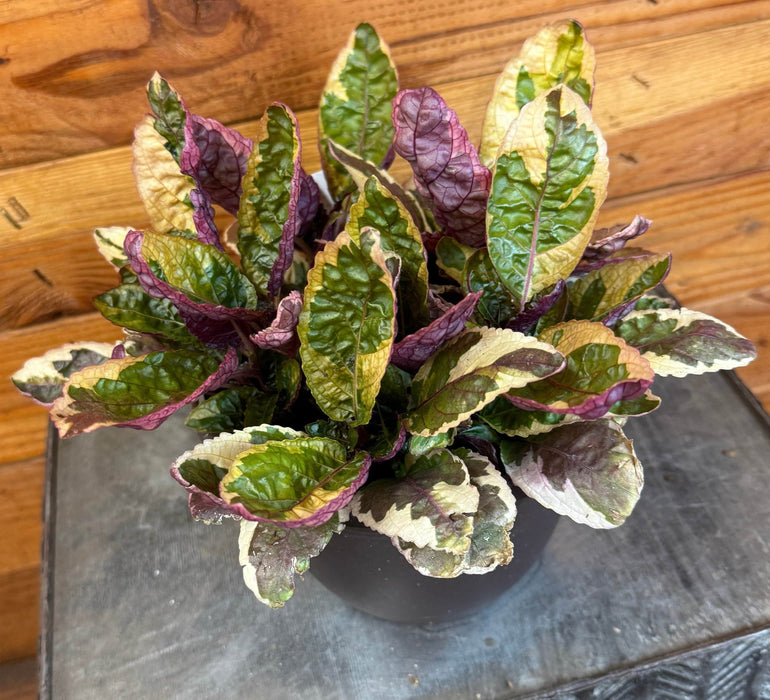 The Plant Farm® Houseplants Hemigraphis Variegated Waffle, 6" Plant