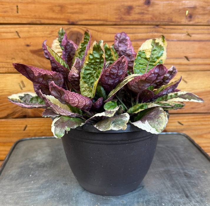 The Plant Farm® Houseplants Hemigraphis Variegated Waffle, 6" Plant