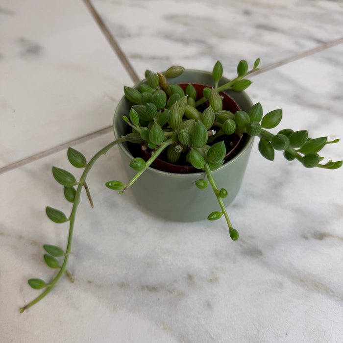 The Plant Farm® Houseplants Herreianus String of Watermelons, 2" Plant