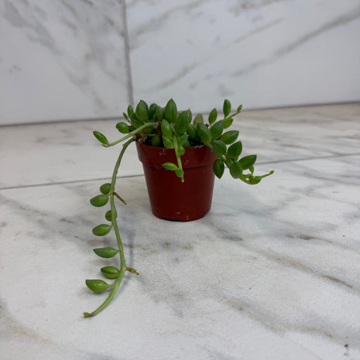 The Plant Farm® Houseplants Herreianus String of Watermelons, 2" Plant