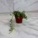 The Plant Farm® Houseplants Herreianus String of Watermelons, 2" Plant