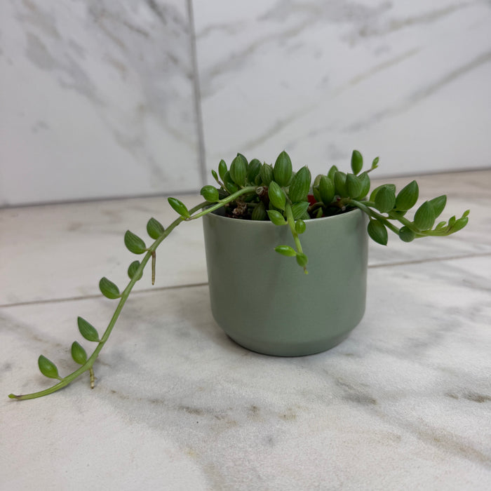 The Plant Farm® Houseplants Herreianus String of Watermelons, 2" Plant